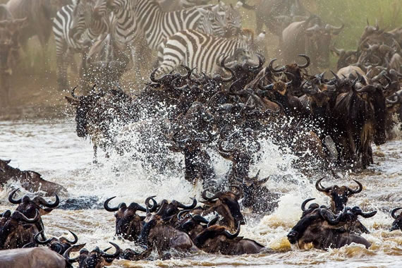 Wildebeest and Zebras Plunging into the Mara River - Maasai Mara Reserve, Kenya
